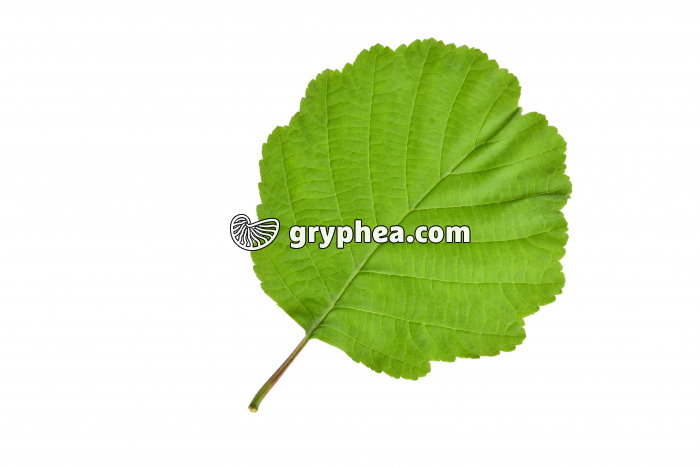 Aulne - feuille (Alnus glutinosa)  - gryphea.com